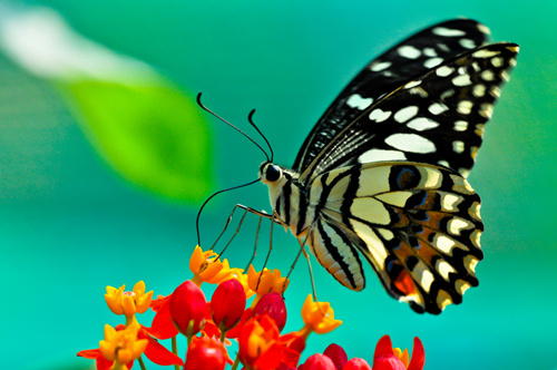 insects昆虫   蝴蝶butterfly   凤尾蝶 swallowtail   蜻蜓