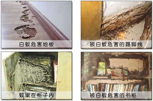 厦门上门灭白蚁多少钱 厦门白蚁防治中心电话